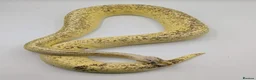 Python Snake reptiles for sale: Last few royals need moving on asap - Advert 7