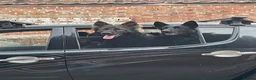 German Shepherd dogs for sale: German shepherd - Advert 6
