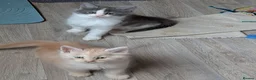 Ragcoon cats for sale: Bouncing beauties ready to go  - Advert 1
