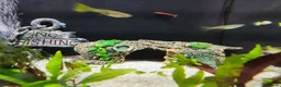 Other/Mixed Breed fish for sale: Guppy fish for sale Dunstable Houghton Regis  in Dunstable - Advert 2