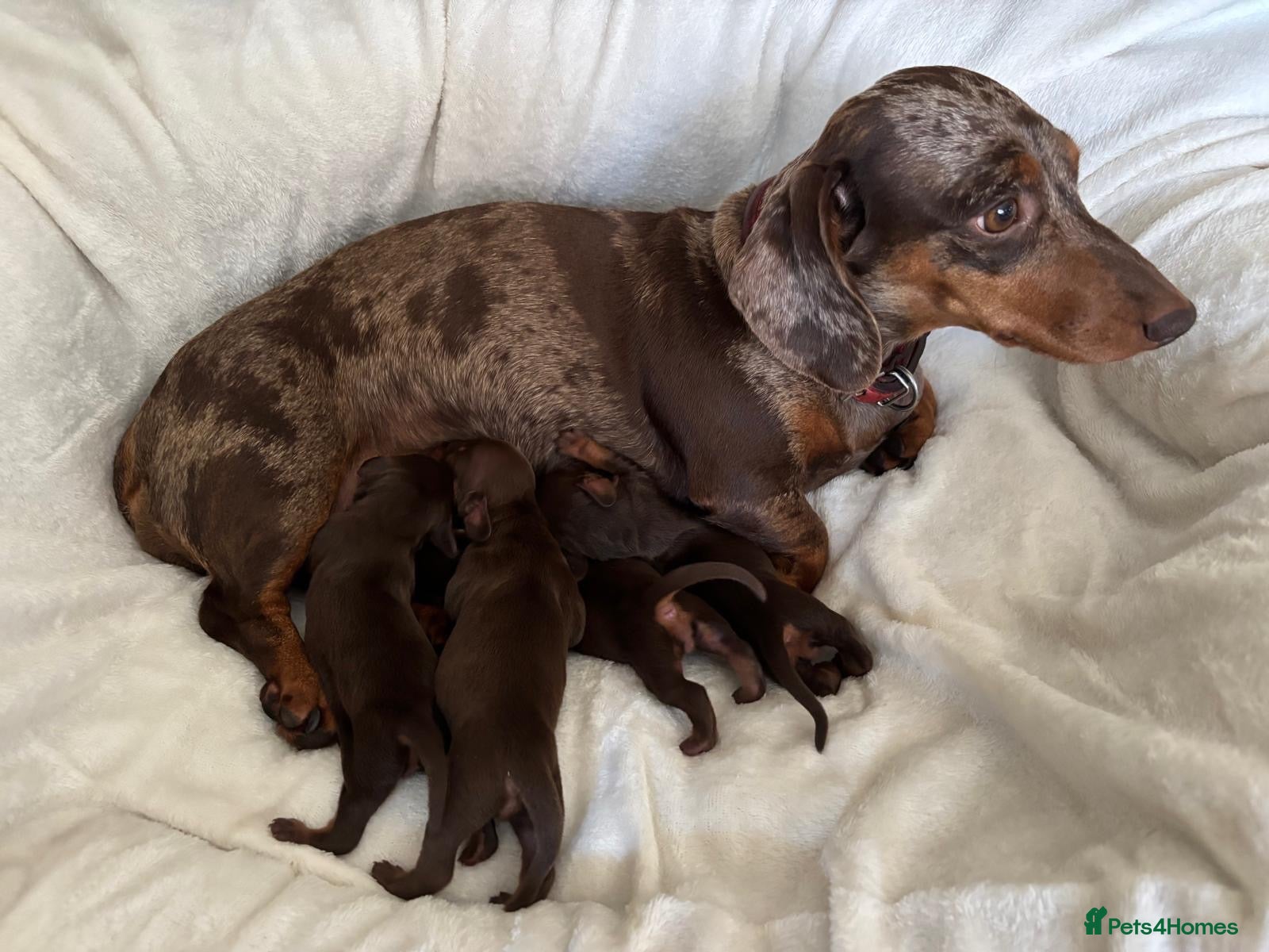 Dachshund dogs for sale: KC Registered Smooth-haired Miniature Dachshunds  - Advert 2
