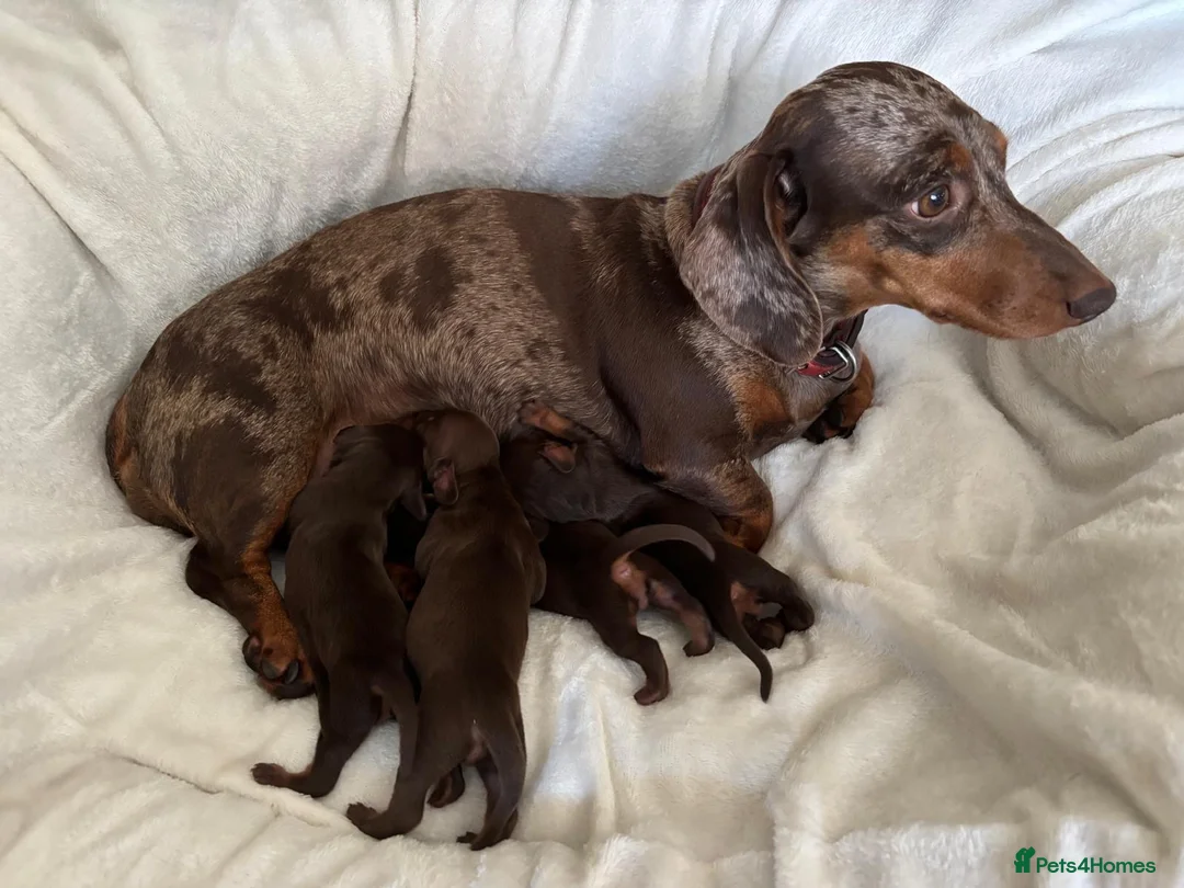 Dachshund dogs for sale: KC Registered Smooth-haired Miniature Dachshunds  in Halstead - Advert 2