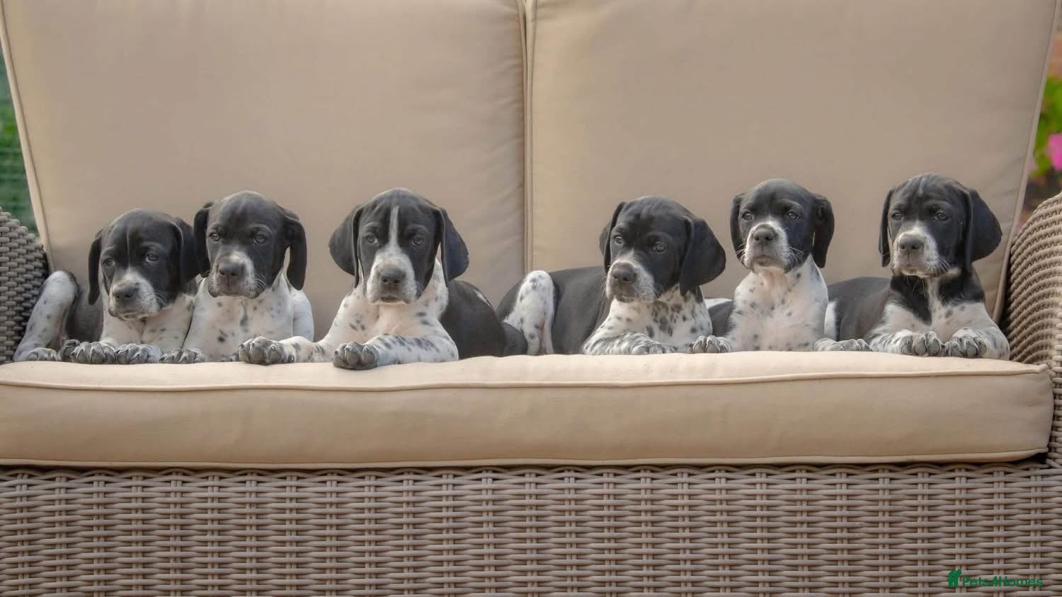 Pointer dogs Gorgeous KC reg Pointer Puppies - Advert 1