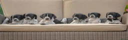 Pointer dogs for sale: Gorgeous KC reg Pointer Puppies in Maidstone - Advert 1