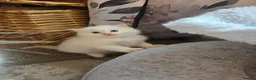 Ragdoll cats for sale: Flame point ragdoll - Advert 8