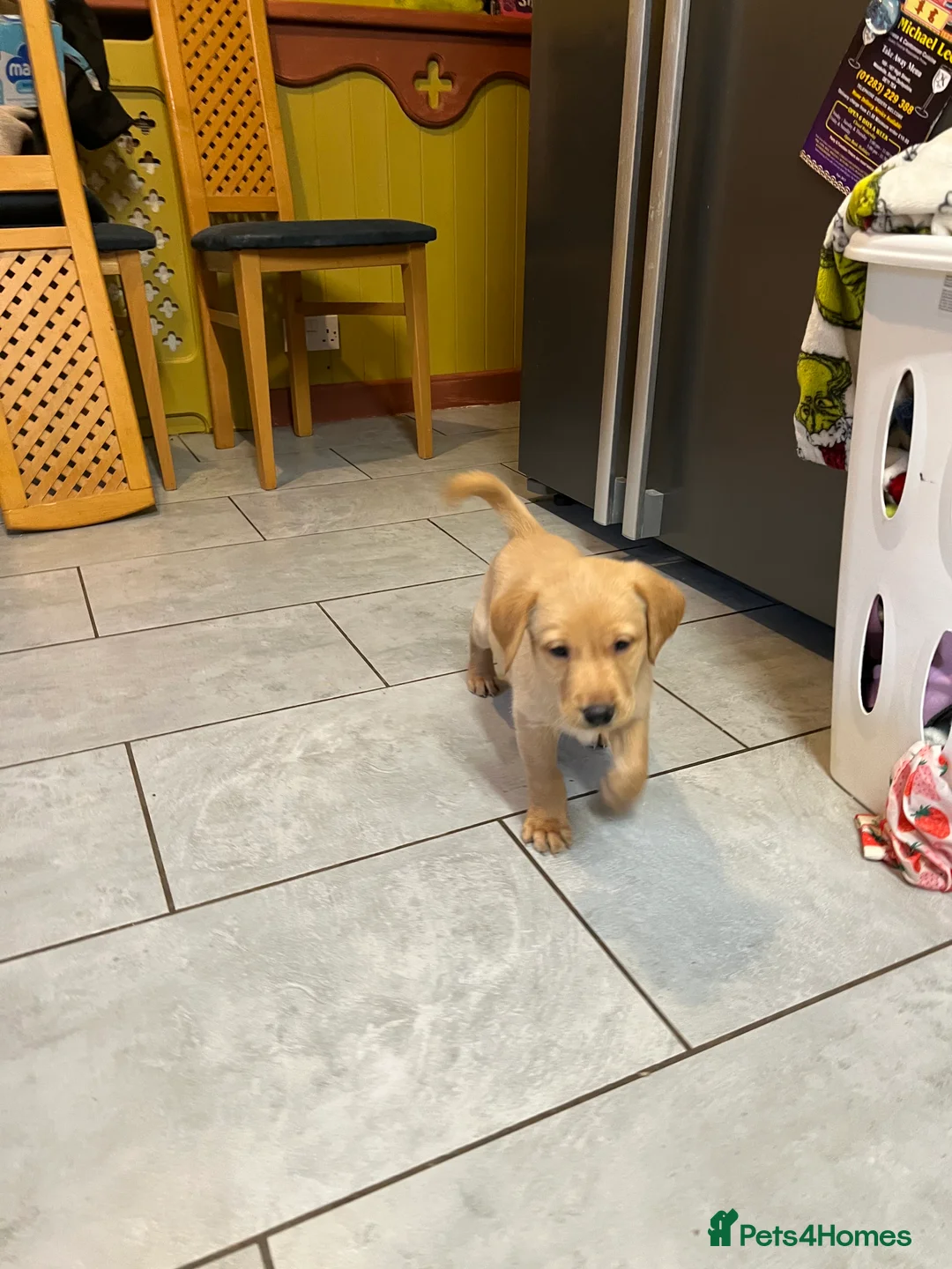Labrador Retriever dogs for sale: Only one left KC Fox Red Labrador Puppies - Advert 3