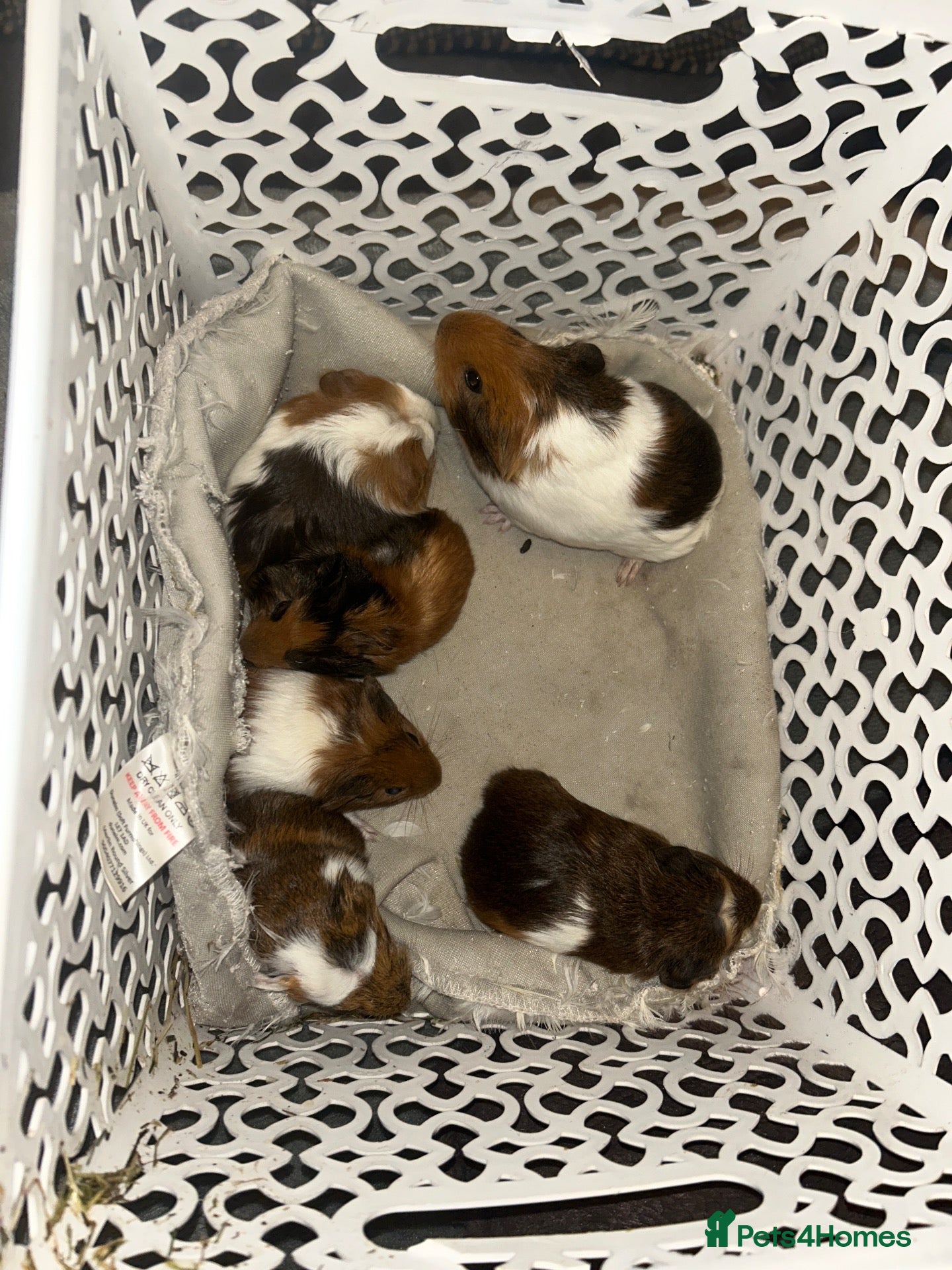 Guinea Pig rodents Mixed guinea pigs  - Advert 1