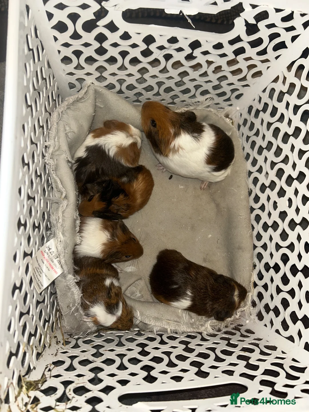 Guinea Pig rodents for sale: Mixed guinea pigs  in Sunderland - Advert 1