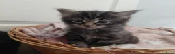 Mixed Breed cats for sale: 2 fluffy kittens - Advert 4