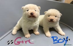 Akita dogs for sale: American Akita Puppies - Image 4