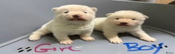 Akita dogs for sale: American Akita Puppies - Advert 4
