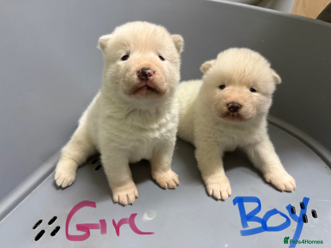 Akita dogs for sale: American Akita Puppies - Image 4