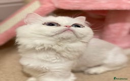 Persian cats for sale: Pure White Persian Girls BLUE EYES & full hearing - Image 4
