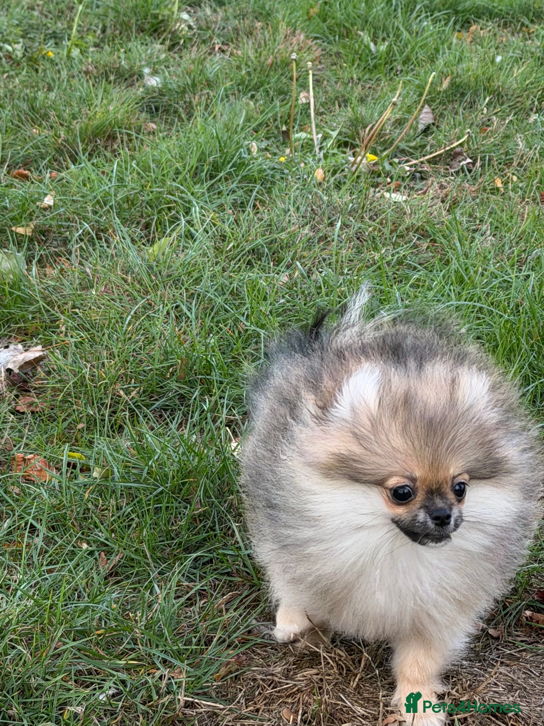 Pomeranian dogs for sale: Two tiny boys are looking for their home - Image 10