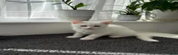 Turkish Angora cats for sale: Cute Turkish Angora x British Shorthair Kitten - Advert 9