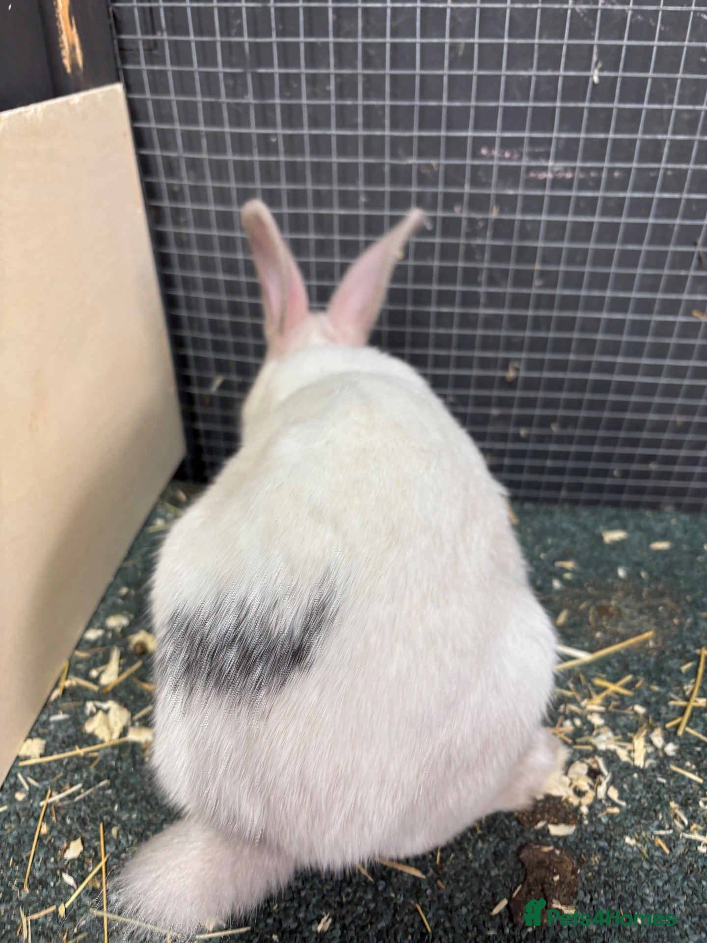 Rex rabbits Rex x Netherland dwarf  - Advert 2