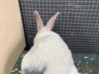 Rex rabbits Rex x Netherland dwarf - Advert 2