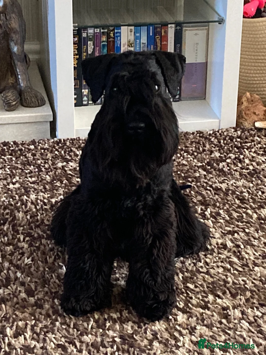 Miniature Schnauzer dogs for sale: Miniature schnauzer black girl  - Advert 1