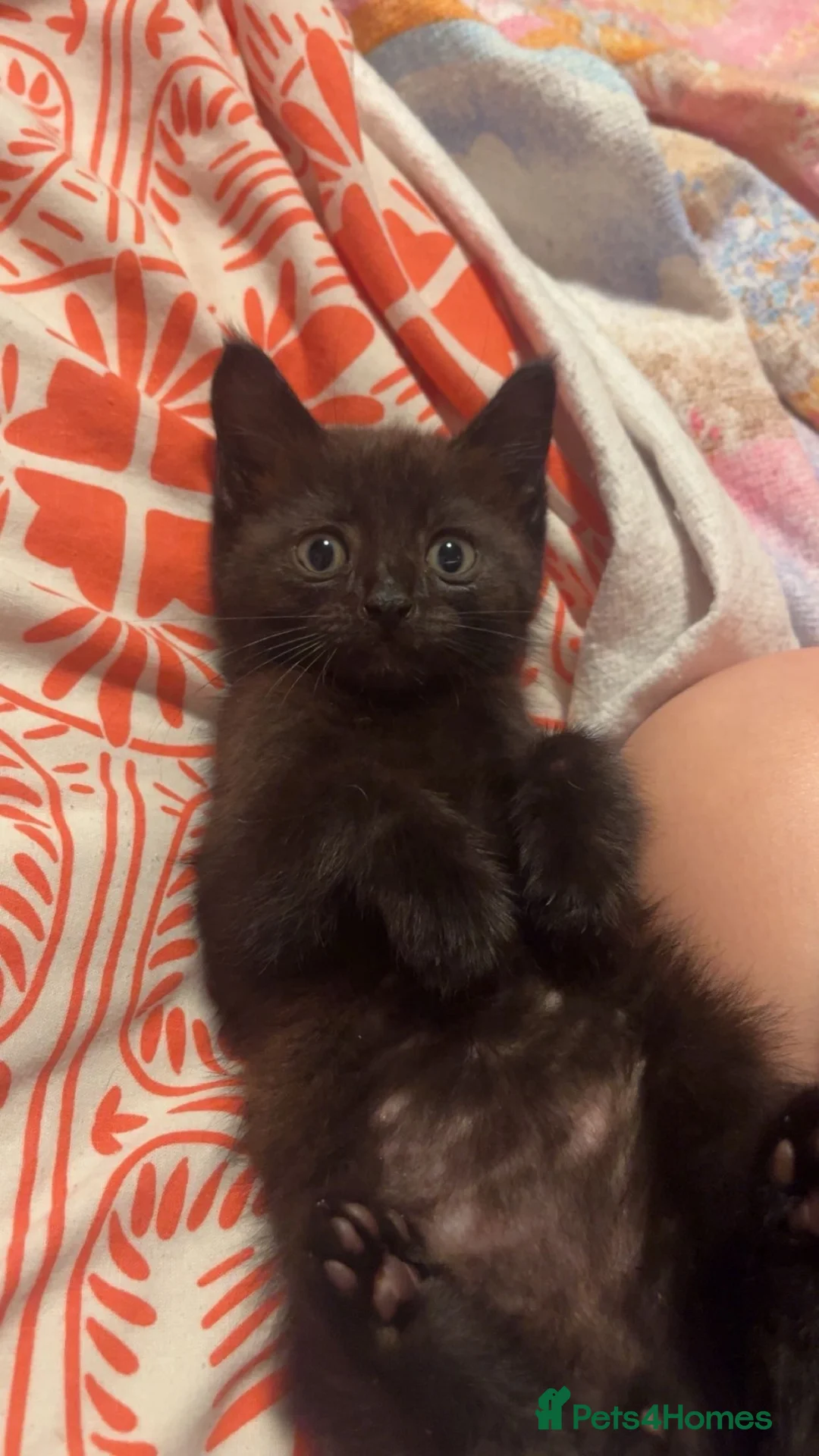 Mixed Breed cats for sale: 2 Male Kittens For sale!! - Advert 10