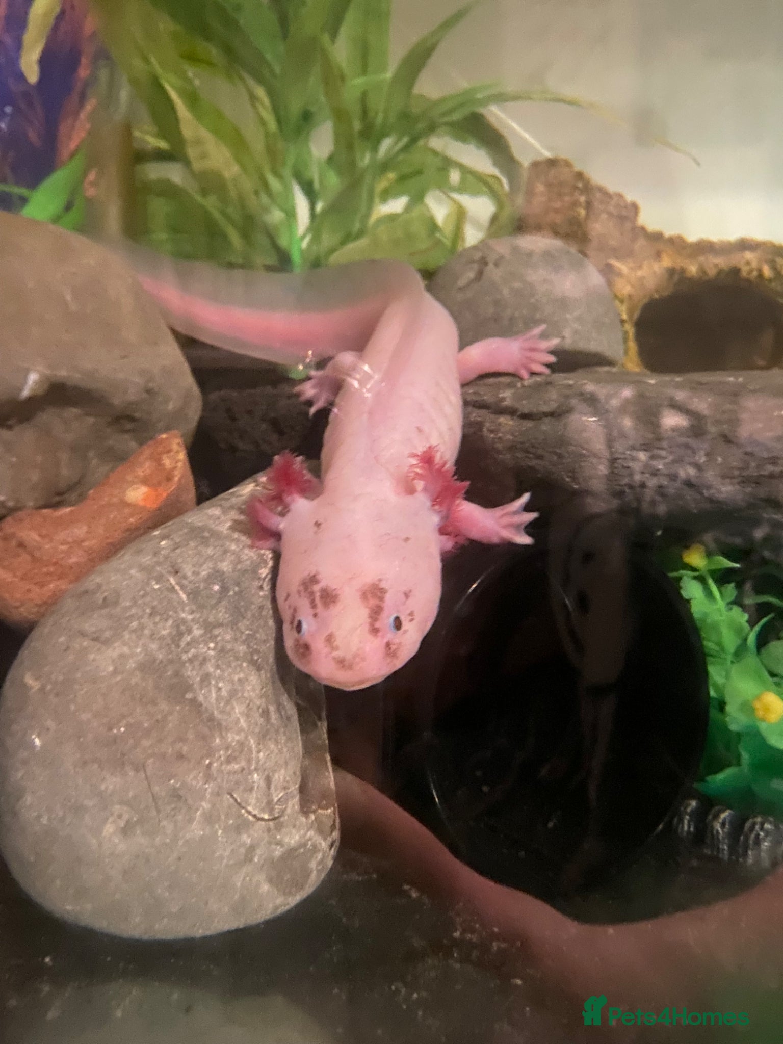 Axolotl reptiles Male axolotl and full set up - Advert 1