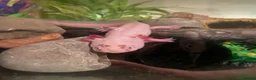 Axolotl reptiles for sale: Male axolotl and full set up - Advert 1