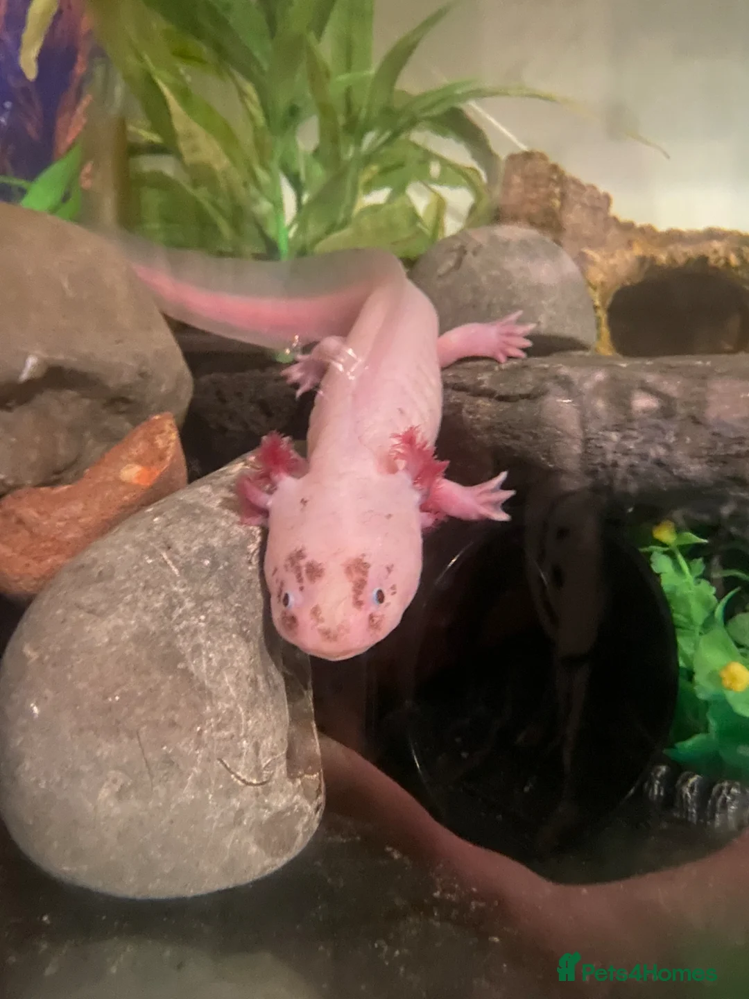 Axolotl reptiles for sale: Male axolotl and full set up - Advert 1