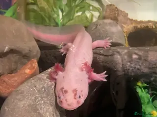 Axolotl reptiles Male axolotl and full set up - Advert 1