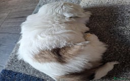 Shih Tzu dogs for sale:  ShihTzu puppies 1 girl  - Image 8