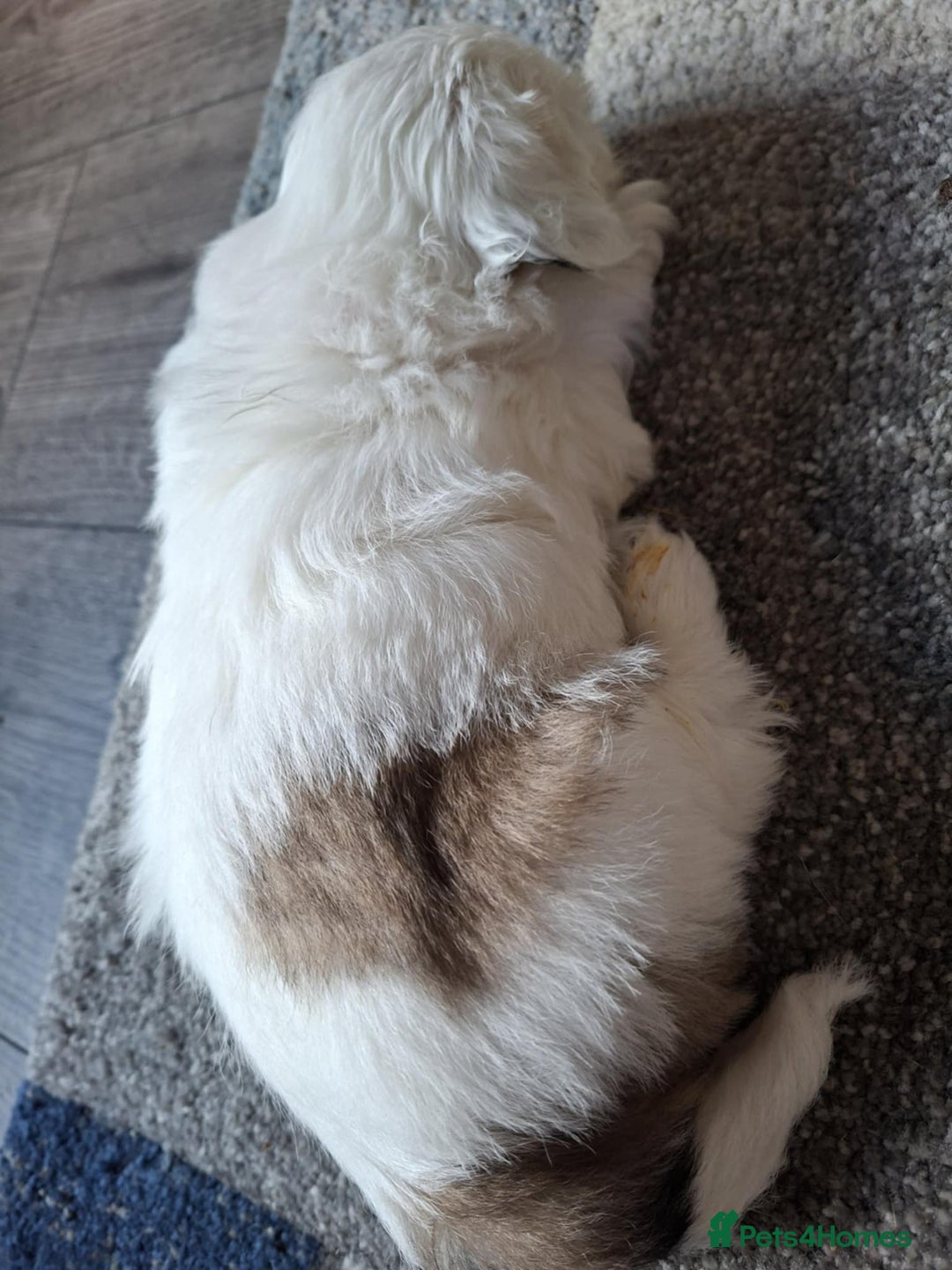 Shih Tzu dogs for sale:  ShihTzu puppies 1 girl  - Image 8