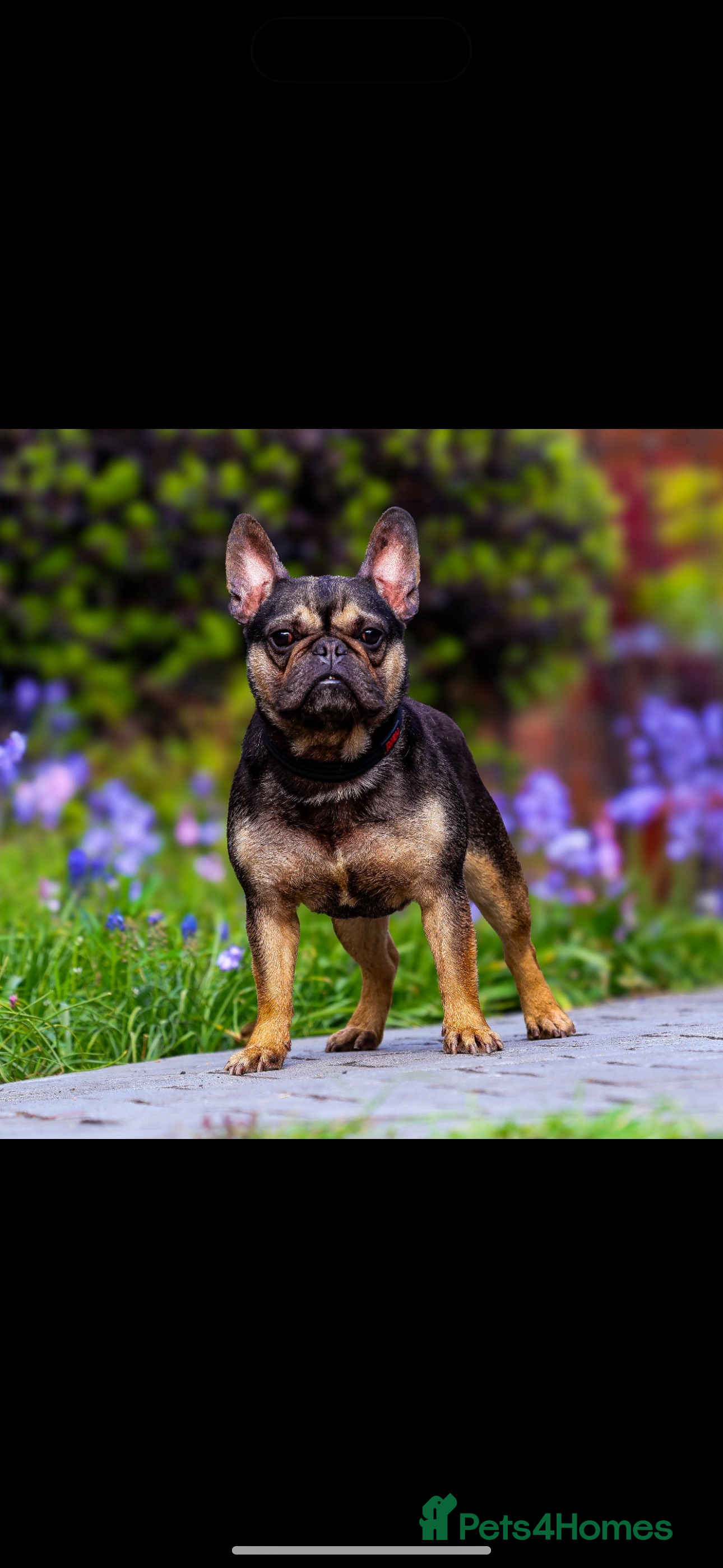 French Bulldog dogs Stud Available  - Advert 1