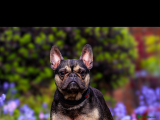 French Bulldog dogs Stud Available - Advert 2