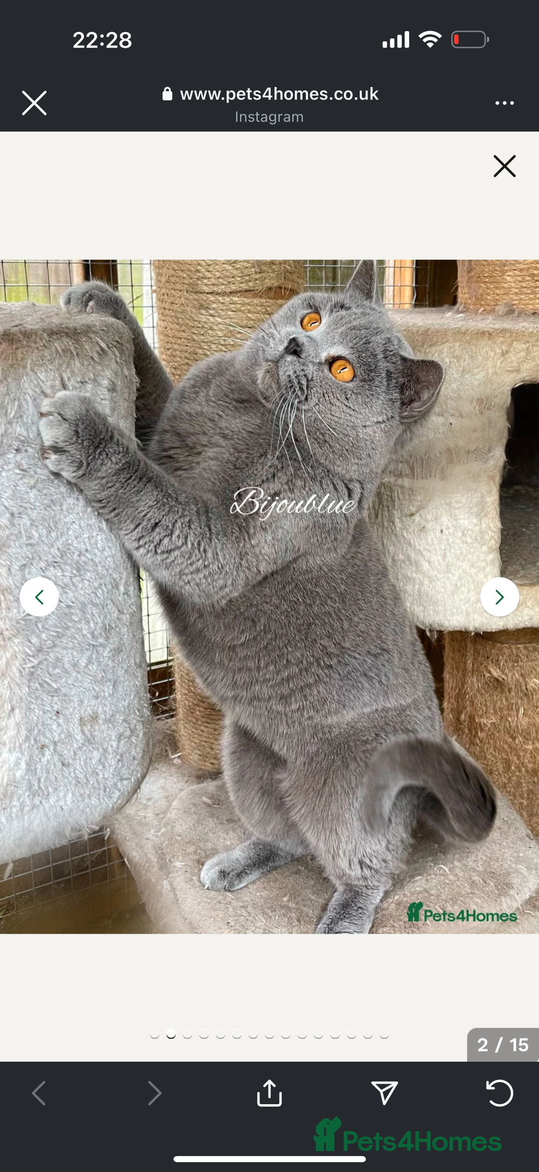Scottish Fold cats for sale: Scottish fold and straight kittens  - Image 20