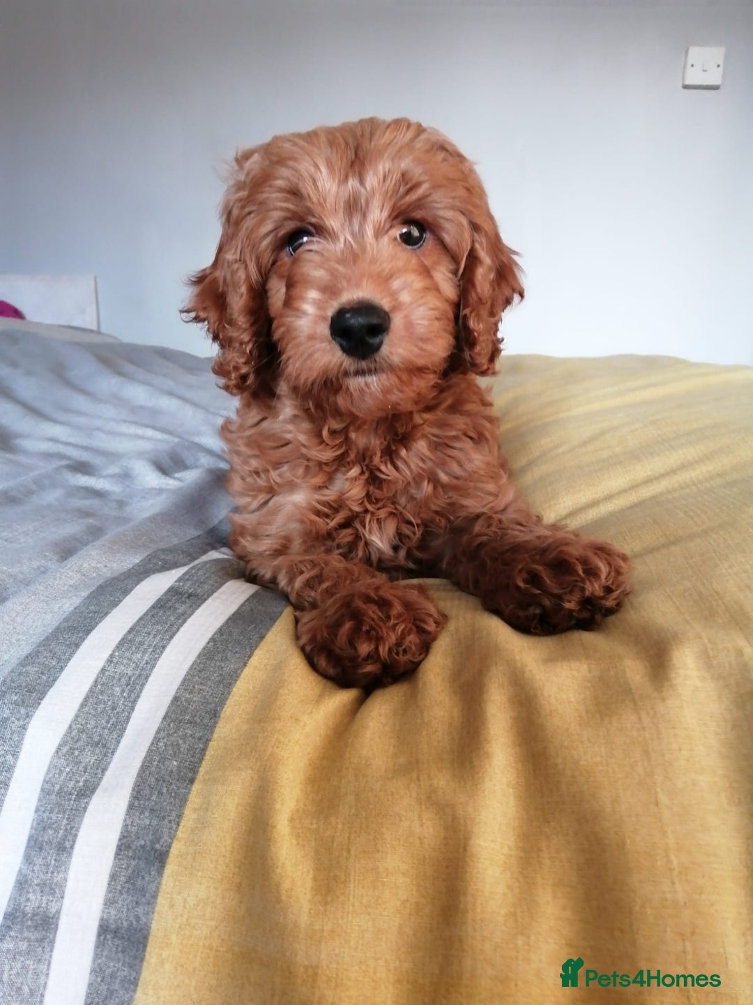 Cockapoo dogs for sale: Last stunning boy cockerpoo - Advert 1