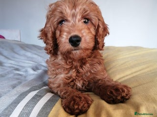 Cockapoo dogs Last stunning boy cockerpoo - Advert 8