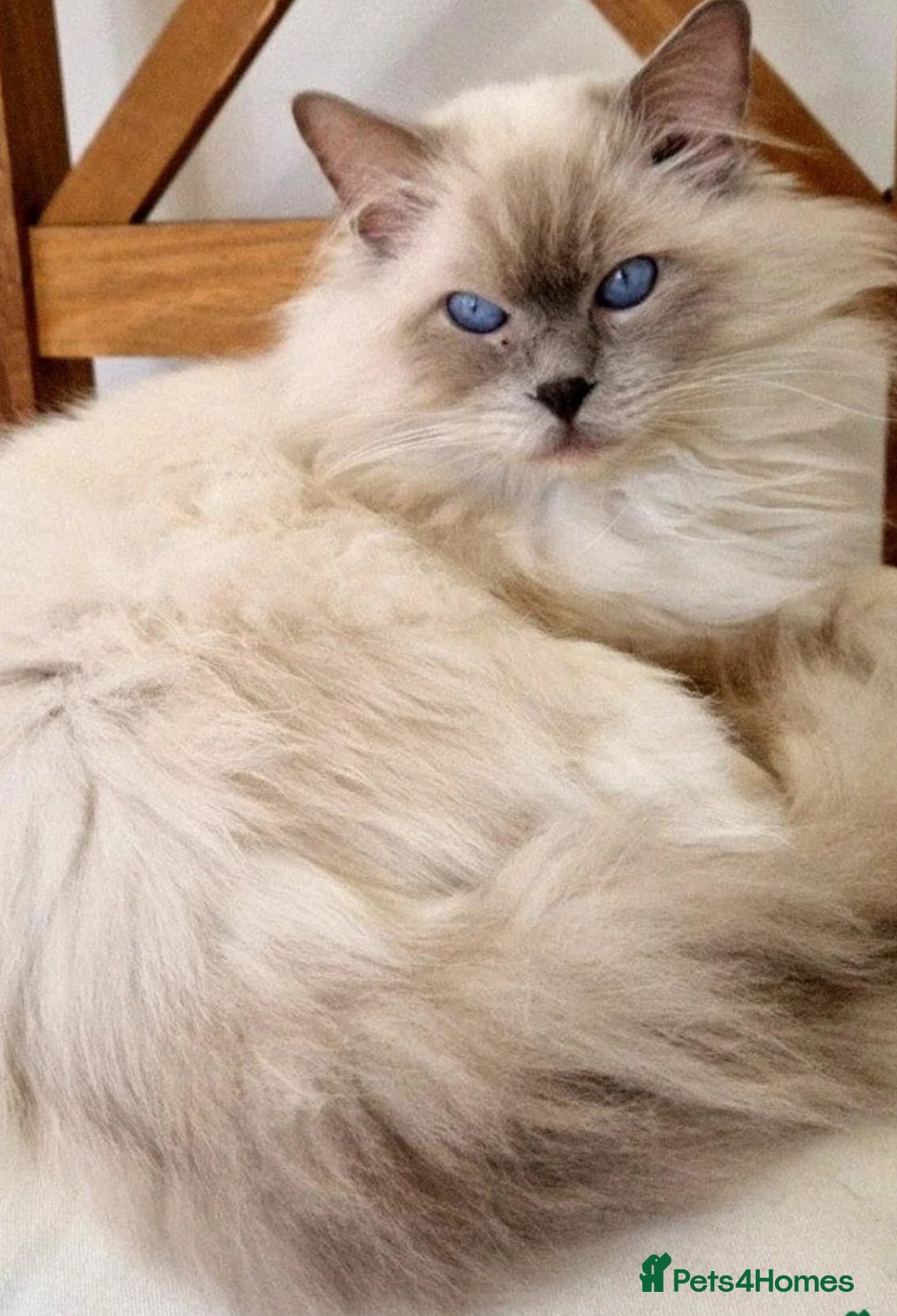 Ragdoll cats for sale: GCCF registered ragdoll kittens - Advert 17