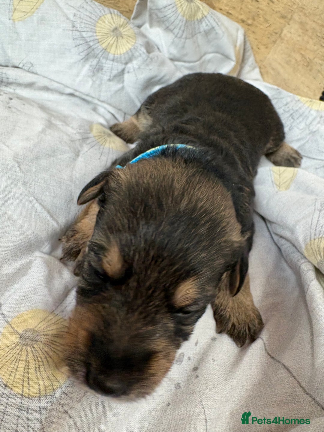 Mixed Breed dogs for sale: Wowauzer puppies for sale. Schnauzer x Welshie - Advert 10