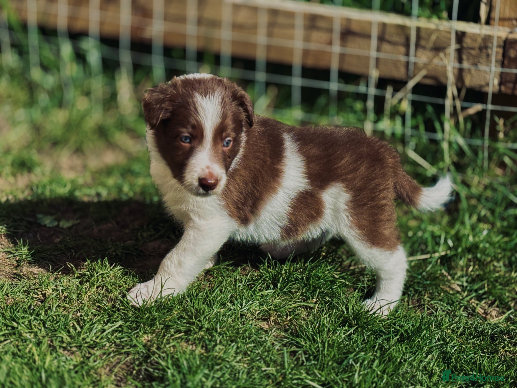 Border Collie dogs Exceptional Border collie pups  - Advert 3