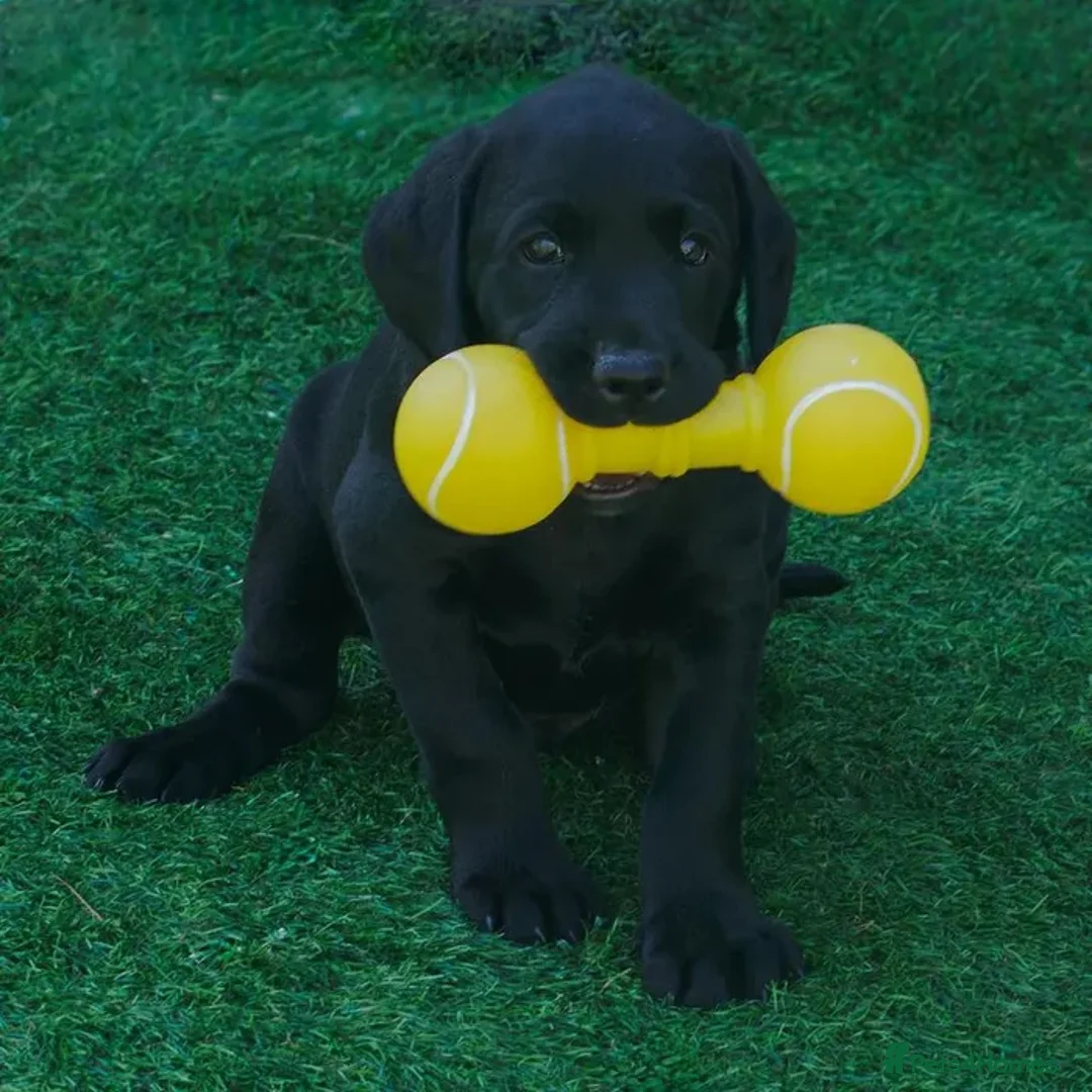 Labrador Retriever dogs for sale: Black Male Pup in Rainham - Advert 1