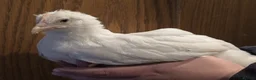 Chickens poultry for sale: White Maran, Legbar and Crypt Walker grow outs - Advert 1