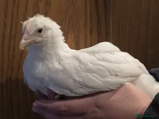 Chickens poultry Rare pure breed and mixed breed pullets - Advert 1