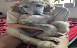 Afghan Hound dogs for sale: Amazing Afgan Hound for sale - Image 3