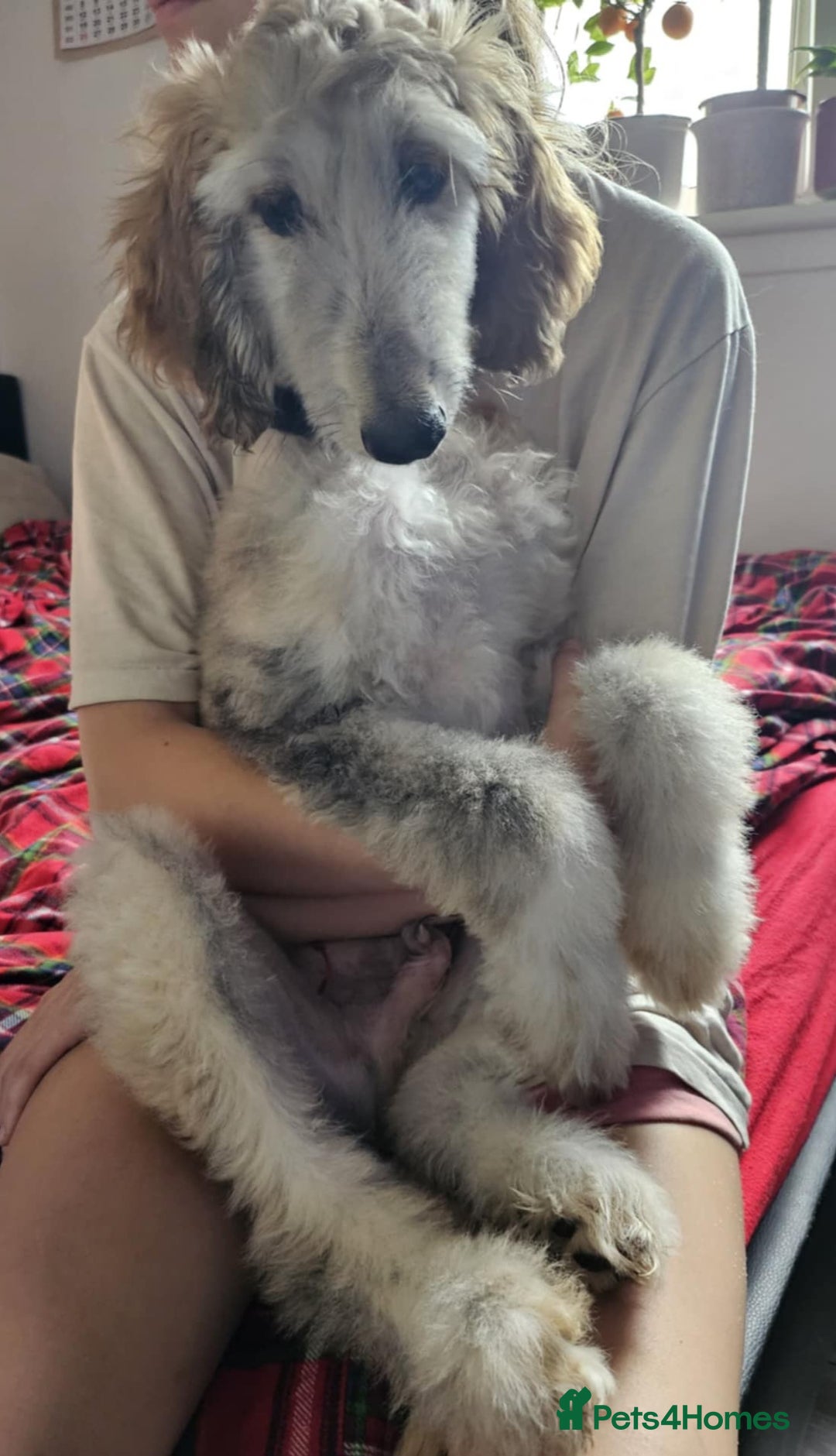 Afghan Hound dogs for sale: Amazing Afgan Hound for sale - Image 3
