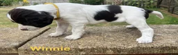 English Springer Spaniel dogs for sale: English Springer Spaniels white and liver girls in Thirsk - Advert 12