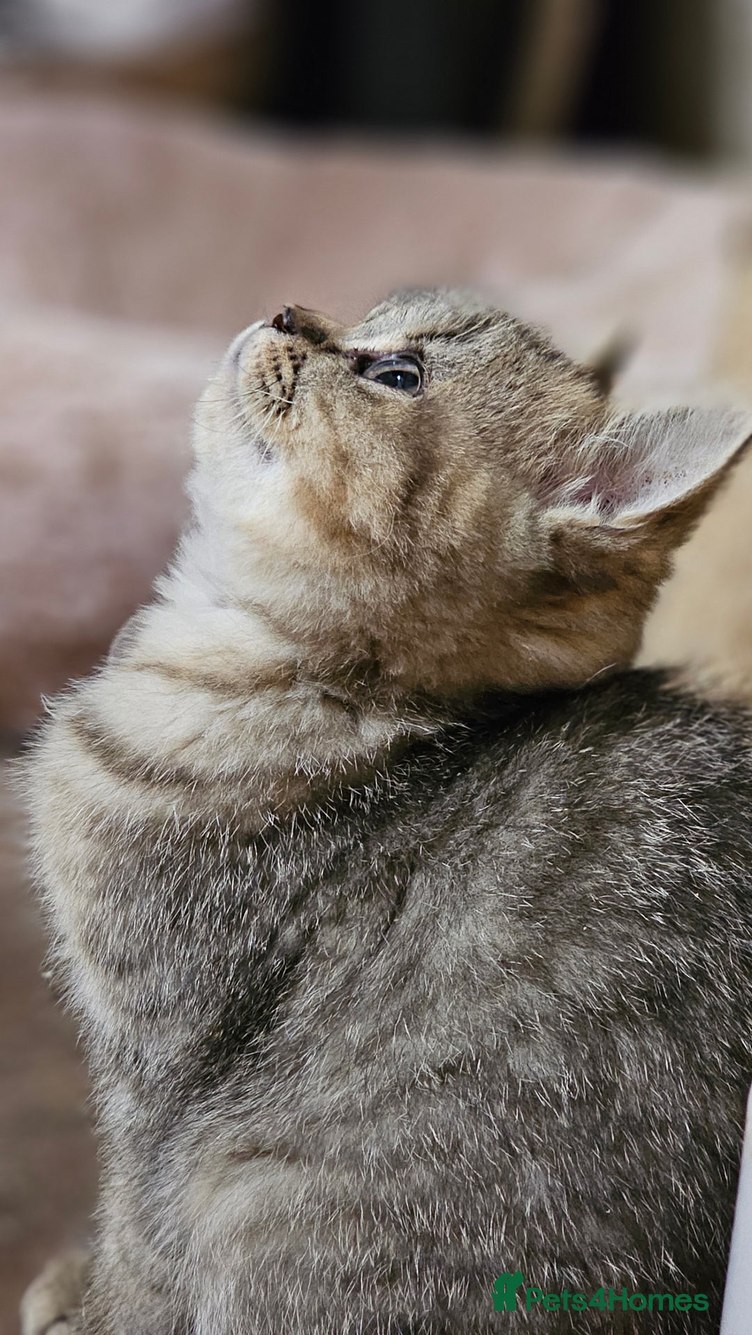 British Shorthair cats for sale: Pure Breed British Shorthair Tabby Female Kitten - Advert 2