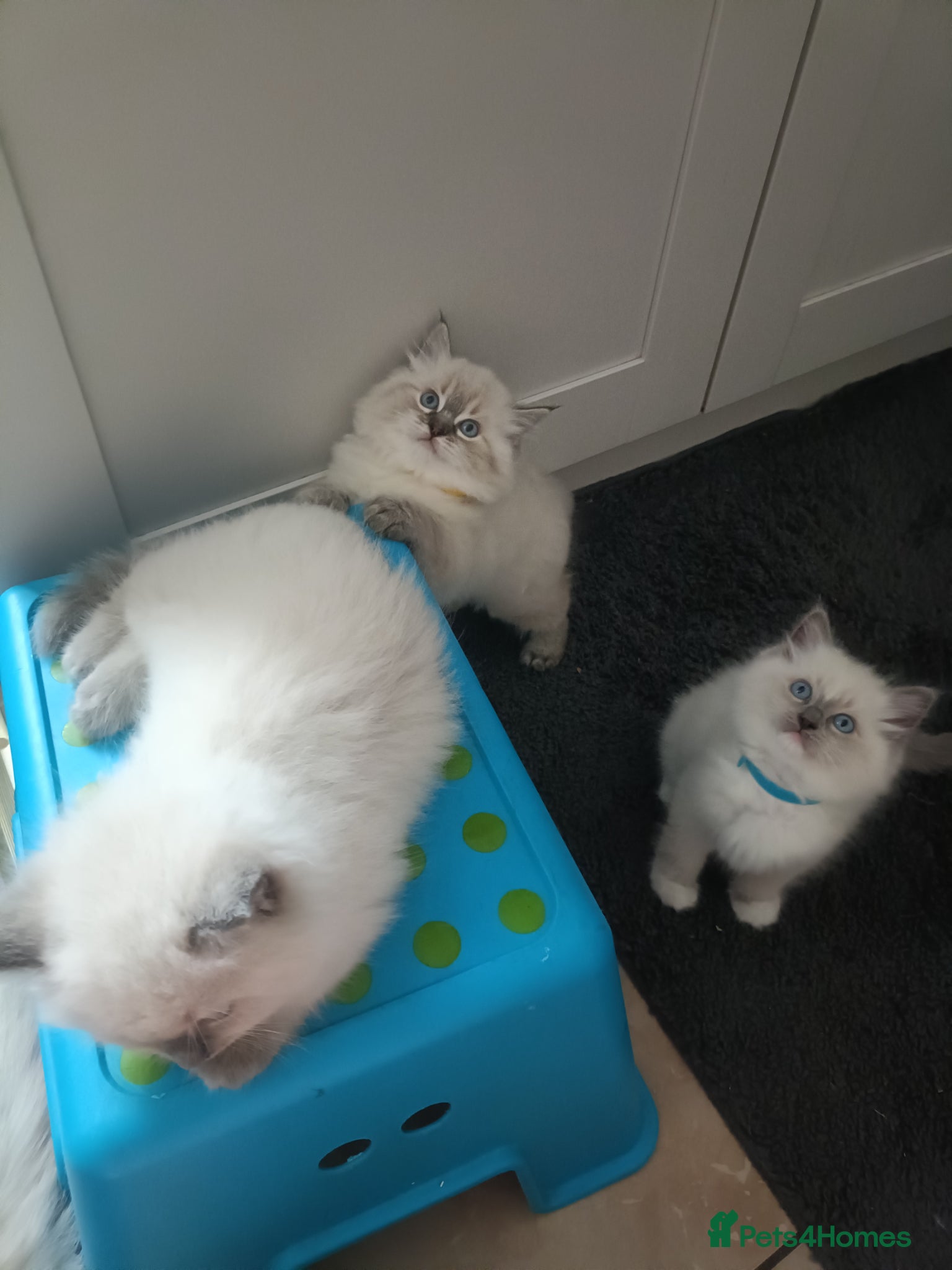 Ragdoll cats 🌸🌸 BEAUTIFUL RAGDOLL 🌸🌸ALL AVAILABLE 🌸🌸 - Advert 2
