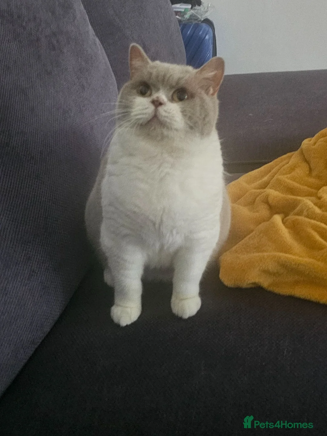 British Shorthair cats for sale: 🐾 Beautiful British Shorthair Kittens 🐾 - Advert 1