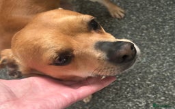 Chiweenie dogs for sale: 2 year old male looking for forever home  in Evesham - Image 1