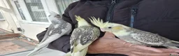 Cockatiels birds for sale: Super hand tamed baby cockatiels  - Advert 17