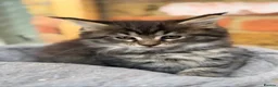 Maine Coon cats for sale: Stunning Mainecoon Kittens  - Advert 5