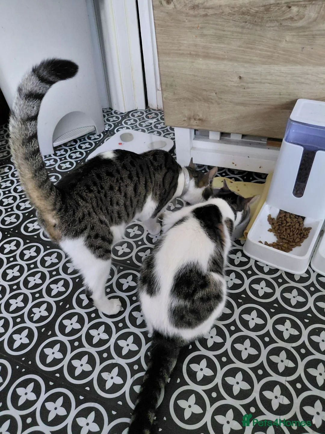 Mixed Breed cats for sale: 2 sister kitties need a new home in Bury - Advert 4